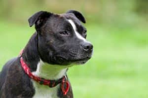 Oreilles staffie .